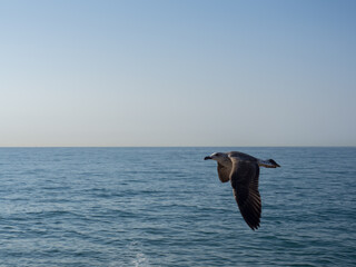Seagull flying with sky and sea in the background and copy space