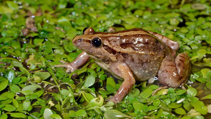 Iberian painted frog // Iberischer Scheibenzüngler // Sapillo pintojo ibérico (Discoglossus galganoi)