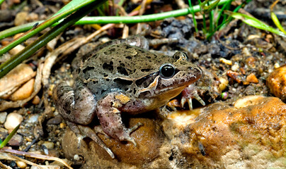 Iberian painted frog // Iberischer Scheibenzüngler // Sapillo pintojo ibérico (Discoglossus galganoi)