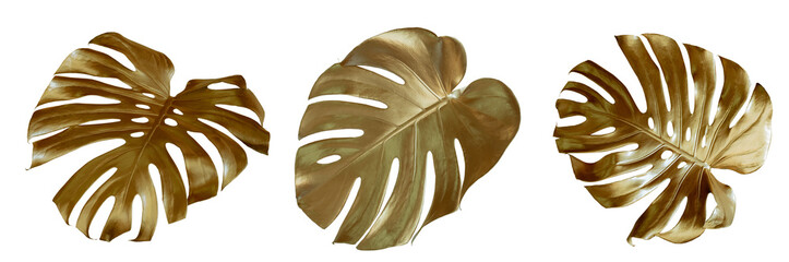 Tropical leaves in gold color on white space background.Abstract monstera leaf decoration design. © eakarat