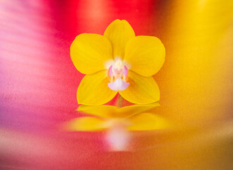 Orchid flower on colorful background.