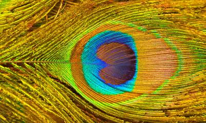 Fototapeta premium Peacock feathers texture. Plumage of tropical unusual fairy birds of multi-colored blue yellow green feathers as a background. Peacock tail.