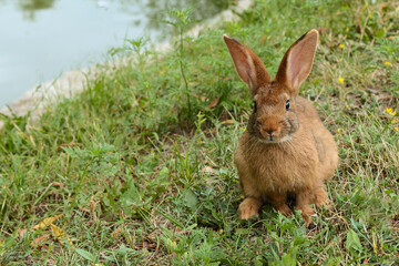 Naklejka na ściany i meble The little rabbit is sitting on the grass. Pets on the lawn. Rabbit in the meadow. Wild hare in the meadow close-up.