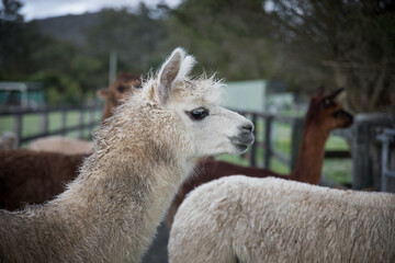 Obraz premium Alpacas