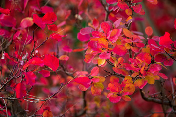 Jesienne liście, kolory jesieni - obrazy, fototapety, plakaty