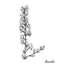 Graphic illustration of Aconite