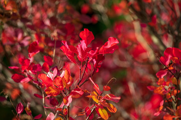 Jesienne liście, kolory jesieni - obrazy, fototapety, plakaty