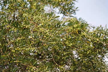 Fototapeta na wymiar branches with olives in olive grove in Greece