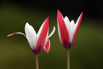 Brightly colored tulips shot at Ottawa tulip festival in Ontario Canada. The mixed bed cultivated flowers supply a color explosion that dazzles in the early spring time sun.