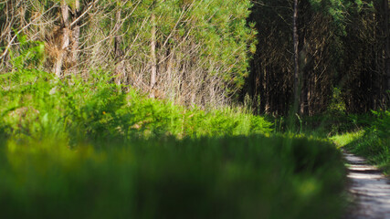 Macro de brindilles d'herbes et de tiges de bruyères
