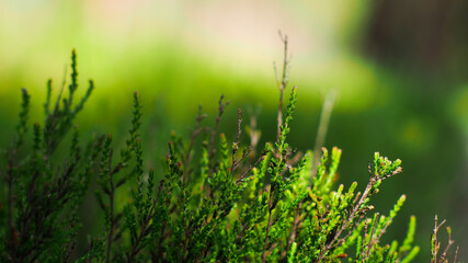Macro de brindilles d'herbes et de tiges de bruyères