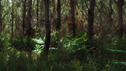 Rangées de pins dans la forêt des Landes de Gascogne, entre lesquelles poussent de nombreuses fougères