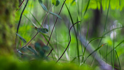 Macro de brindilles d'herbe, photographiées à pleine ouverture (F1.7)