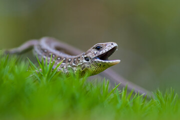 Sand lizard