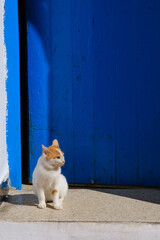 a cat sitting in front of a blue door