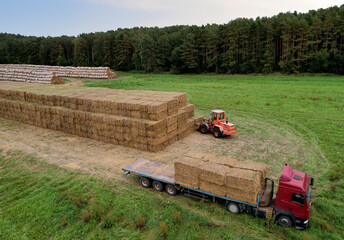 Farmer unloading round bales of straw from Hay Trailer with a front end loader. Store hay at farm. Hay rolls as Forage feed for beef and dairy cattle, sheep and horses. Making hay in autumn season. - obrazy, fototapety, plakaty