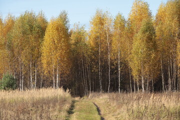 View of the path in the autumn field going into the golden birch forest
