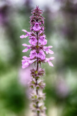 Obraz premium bee on flower