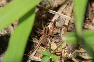 agelena labyrinthica spider macro photo