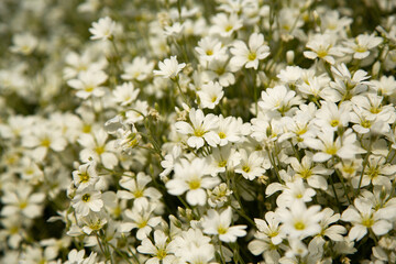 Background view of white wildflowers blooming with the arrival of spring.