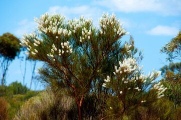 Grevillea Candicans Shrub - Western Australia