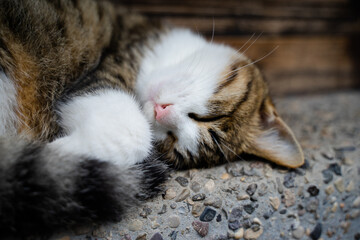 Cat resting on the windowsill vintage building