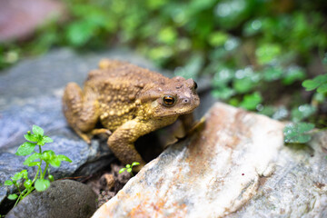 Toad Toad close-up in the grass on the rural ground