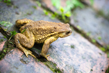 Toad Toad close-up in the grass on the rural ground
