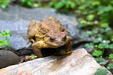 Toad Toad close-up in the grass on the rural ground