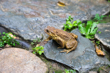 Toad Toad close-up in the grass on the rural ground