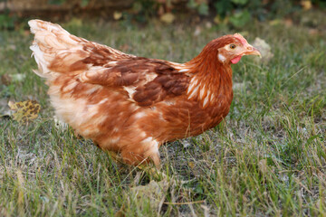 Beautiful chicken on green grass in farmyard. Domestic animal