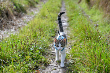 Cat walking on a lead down a countryside footpath. 
