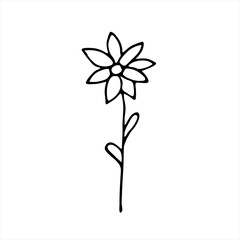 A painted flower. Doodle style, black outline, drawing with floral floral elements, minimalism. Isolated. Vector illustration.