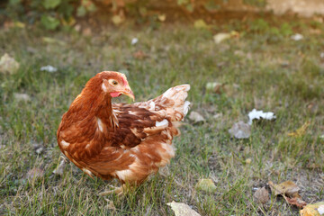Beautiful chicken on green grass in farmyard. Domestic animal