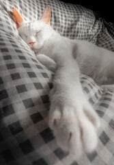 昼寝をする白猫