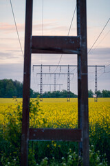 Old rusty power line poles in yellow canola rapeseed field during summer in Sweden