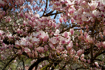 Magnolienbaum in Blüte