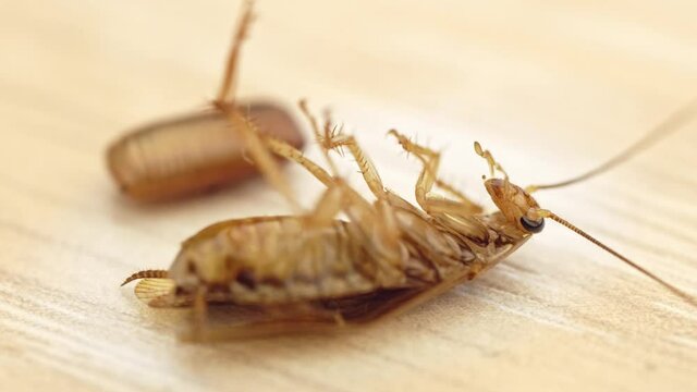 Macro shot of a red female cockroach lying on its back and moving its paws and whiskers immediately after laying an egg. 4K real time video.