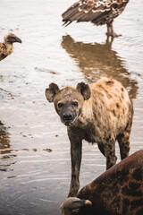 hyena serengeti park africa safari