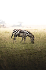 Zebra on africa safari vertical serengeti