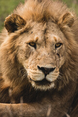 male adult lion head vertical