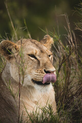 Fototapeta premium lion licking his nose vertical 