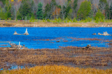 Fall colors in the Canadian forest with lake in the province of Quebec