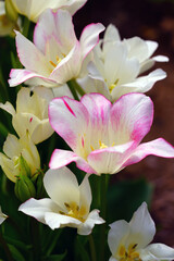 Fototapeta premium White and pink multiflowering bouquet tulip flowers Candy Club