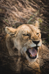 Lion head roaring closeup vertical