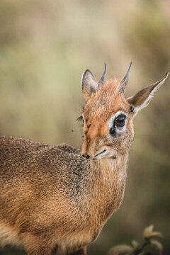 dik dik animal closeup vertical