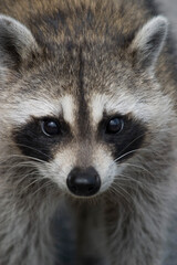 racoon closeup