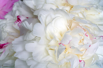 Full bloom view of a white peony flower festiva maxima