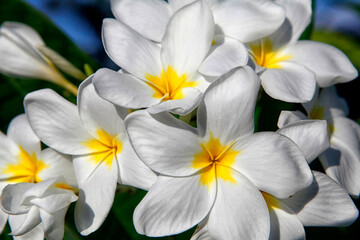Obraz na płótnie Canvas Beautiful fangipani blooms