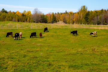 Pretty cows in a Quebec farm in the Canadian coutryside